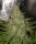 Pure Instinto Apple OG - 3 feminized seeds