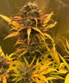 Pure Instinto Girl Scout Kush AUTO - 3 autoflowering seeds