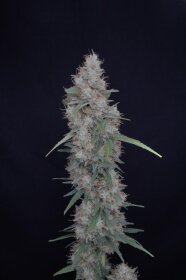 Pure Instinto Honeyed Cream Dream USA LINE - 3 feminized seeds