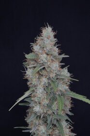Pure Instinto Honeyed Cream Dream USA LINE - 3 feminized seeds
