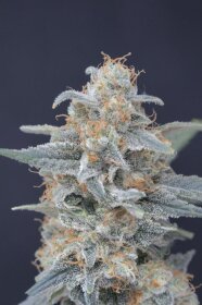 Pure Instinto Honeyed Cream Dream USA LINE - 3 feminized seeds