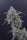 Pure Instinto Honeyed Cream Dream USA LINE - 3 feminized seeds
