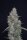 Pure Instinto Honeyed Cream Dream USA LINE - 3 feminized seeds