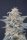 Pure Instinto Honeyed Cream Dream USA LINE - 3 feminized seeds
