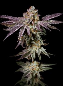 Pure Instinto Insanity OG EXOTIC LINE - 3 feminized seeds