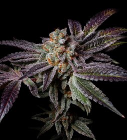 Pure Instinto Insanity OG EXOTIC LINE - 3 feminized seeds