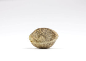 Pure Instinto Insanity OG EXOTIC LINE - 3 feminized seeds