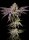 Pure Instinto Insanity OG EXOTIC LINE - 3 feminized seeds