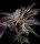 Pure Instinto Insanity OG EXOTIC LINE - 3 feminized seeds