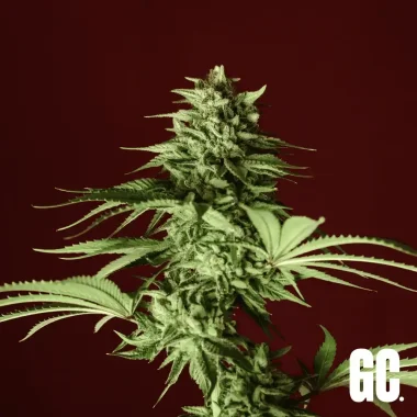 Grand CRU Apple Fritter - 3 feminized seeds