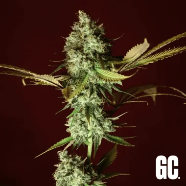 Grand CRU Apple Pie - 3 feminized seeds