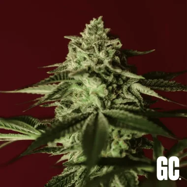 Grand CRU Banana Split - 3 feminized seeds