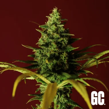 Grand CRU Cinderella 99 - 3 feminized seeds