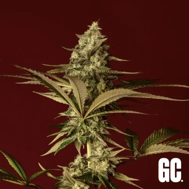 Grand CRU Do-Si-Dos - 3 feminized seeds