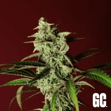 Grand CRU Forbidden Cake - 3 feminized seeds