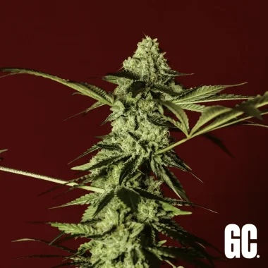 Grand CRU Gelato #41 - 3 feminized seeds