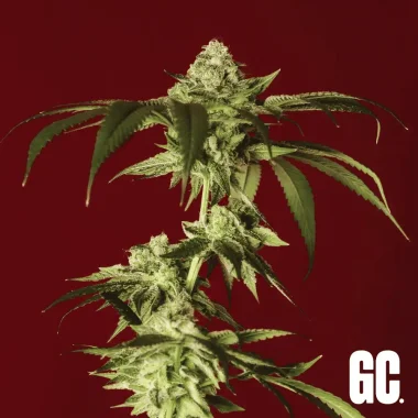 Grand CRU Kush Mints - 3 feminized seeds