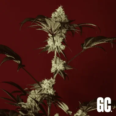 Grand CRU Non GMO - 3 feminized seeds