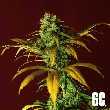 Grand CRU Rosetta Ale - 3 feminized seeds