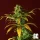 Grand CRU Rosetta Ale - 3 feminized seeds