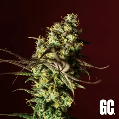 Grand CRU Shiskaberry - 3 feminized seeds