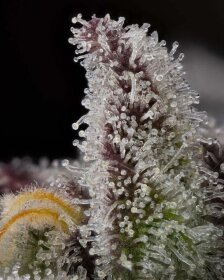 Compound Genetics Candy Bezels *Jokerz Vol. 1* - 7  feminisierte Samen