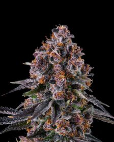 Compound Genetics NYC Vapor *Jokerz Vol. 1* - 7 feminized seeds