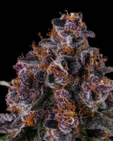 Compound Genetics NYC Vapor *Jokerz Vol. 1* - 7 feminized seeds