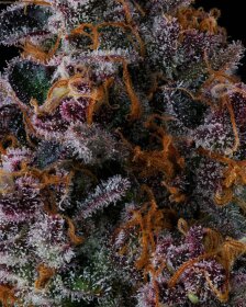 Compound Genetics NYC Vapor *Jokerz Vol. 1* - 7 feminized seeds