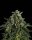 Compound Genetics Jet Puft *The Menthol Vol. 2* - 5  feminisierte Samen