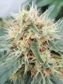 Paradise Seeds Stromboli AUTO - 3 autoflowering Samen