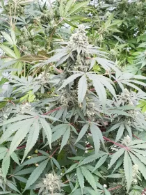 Paradise Seeds Lemonade AUTO - 3 autoflowering seeds