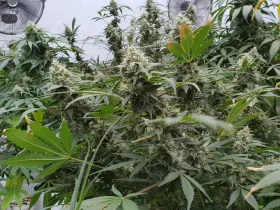 Paradise Seeds Lemonade AUTO - 3 autoflowering seeds