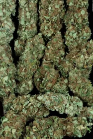 Paradise Seeds Nebula - 3 feminized seeds
