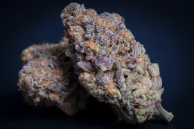 Paradise Seeds Sweetopia - 3 feminized seeds