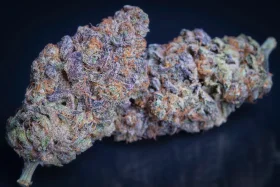 Paradise Seeds Sweetopia - 3 feminized seeds