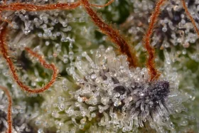 Paradise Seeds Sweetopia - 3 feminized seeds