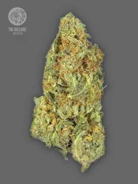 The Bulldog Seeds Gorilla AUTO - 3 autoflowering seeds