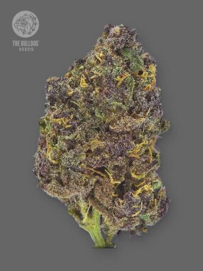 The Bulldog Seeds Purple CBD AUTO - 3 automated seeds
