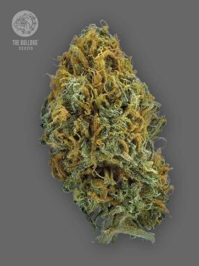 The Bulldog Seeds Skittlez AUTO - 3 autoflowering seeds