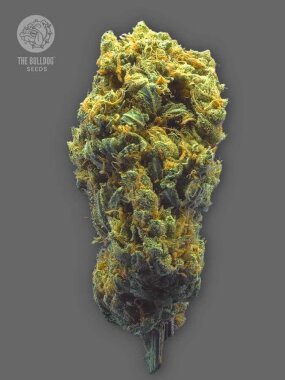 The Bulldog Seeds Strawberry Haze AUTO - 3 autoflowering seeds