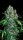 Serious Seeds Double Dutch - 6 feminisierte Samen