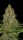 Serious Seeds Strawberry AK - 6 feminized seeds