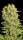Serious Seeds Chronic REGULAR - 11 regular seeds