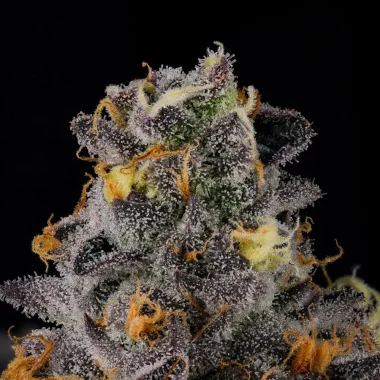Wizard Trees Genetics Rainbow Swirl - 6 feminized seeds