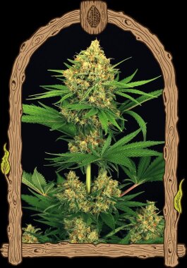 Exotic Seed Tangerine Kush REGULAR - 5 Regular Seeds