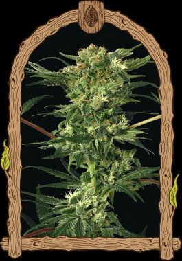 Exotic Seed Devil Kush REGULAR - 5 Regular Seeds