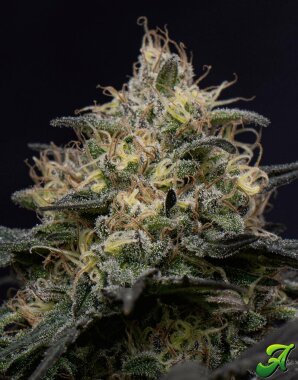 Adonhusa Genetics Sticky Cookies TRIPLOID - 3 feminized seeds