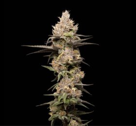 Adonhusa Genetics Sticky Cookies TRIPLOID - 3 feminized seeds