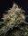 Adonhusa Genetics Sticky Cookies TRIPLOID - 3 feminized seeds